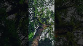 Rain Forest #shorts #shortvideo #nature #forest