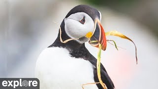 Audubon Puffin Burrow powered by EXPLORE.org