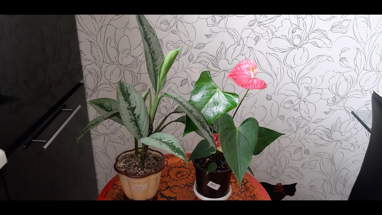 АНТУРИУМ, АГЛАОНЕМА. Борьба с тлей на антуриуме. Успешное лечение ...