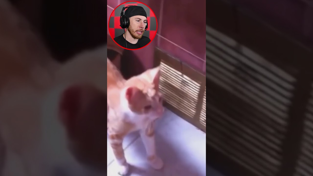 FUNNY Animal Moments #Shorts