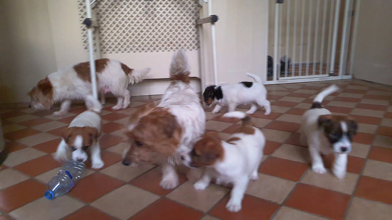 Bridgefield Blossoms