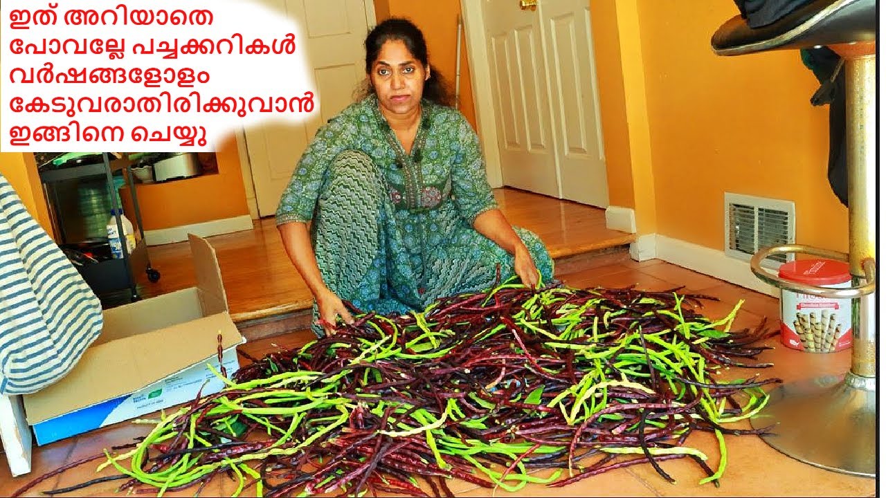 പയർ 2 വർഷം വരെ കേടുവരാതിരിക്കുവാൻ ഇതുമാത്രം ചെയ്തു വെക്കൂ || Preserving Summer Vegetables for Winter