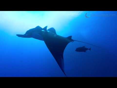 Manta Ray Research in Mozambique