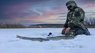 Оставил жерлицы без присмотра на минуту. Неожиданный результат. зимняя рыбалка 2021
