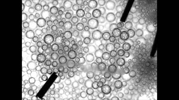 [IBEC] Smart nano-bio-devices group - Fe/Pt motors