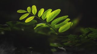 Kanave Kalaiyadhe - Kannedhirey Thondrinal 1998