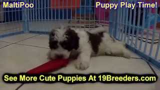 Malti Poo, Puppies, Dogs, For Sale, In Tampa, Florida, FL, 19Breeders, Fort Lauderdale, Hollywood