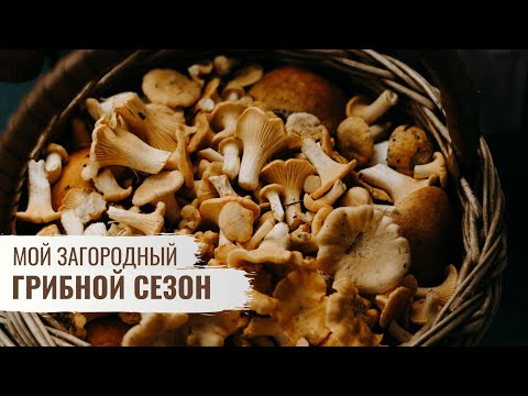 Грибной сезон \ Мой Загородный \  Серия 5