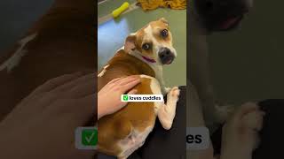 #adoptdontshop #puppy #subscribemychannel #pets #rescuedog