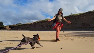 Taking our staffy on a northland beach adventure