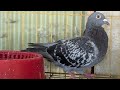 pigeon treatment video