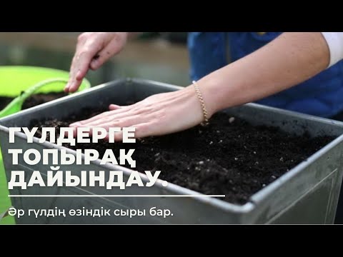 Бейне: Фитоспоринмен жылыжай өсіру: отырғызу алдында көктемде топырақты қалай өңдеу керек? Қолдану нұсқаулығы. Фитоспоринді қалай сұйылту керек?