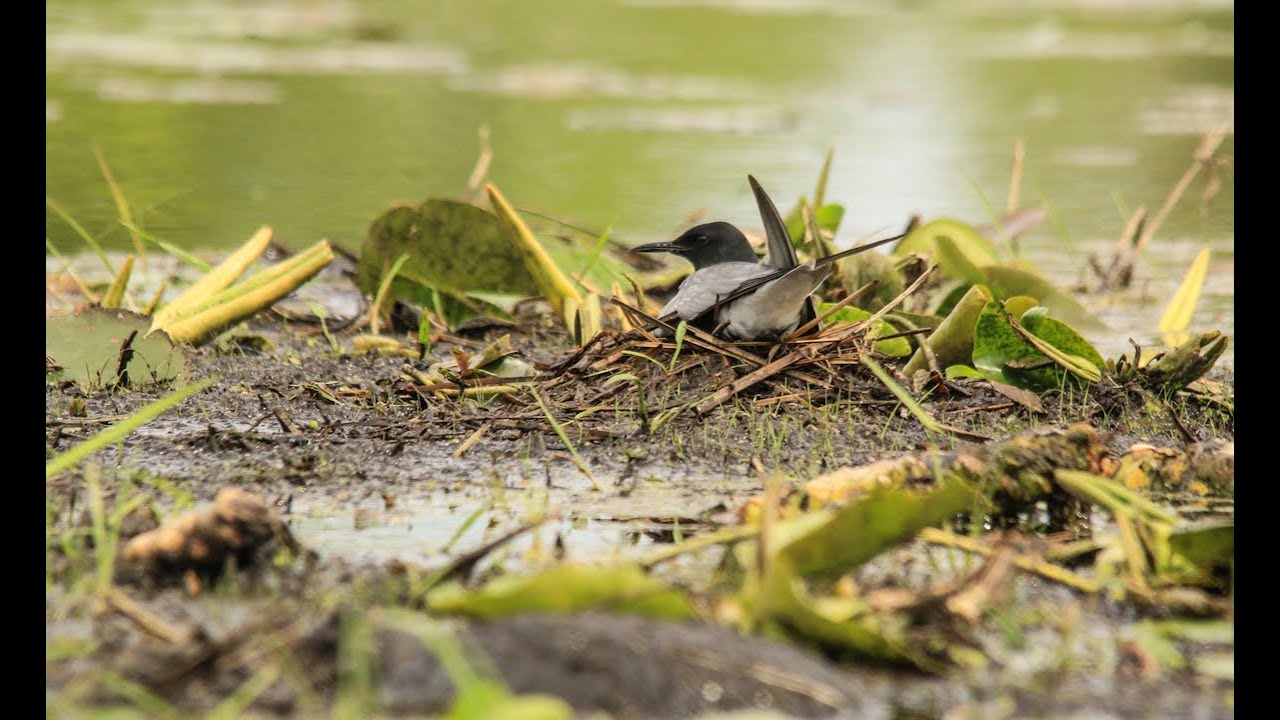 Black Tern Nesting (Return to the River)