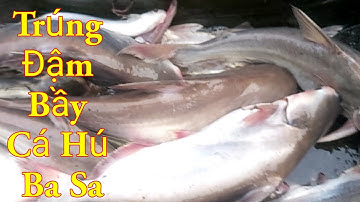 Giăng Câu Sông Cao Lãnh Trúng Đậm Bầy Hugo Cá Hú Ba Sa / Săn Bắt Đồng Tháp / Kiềm Rapper