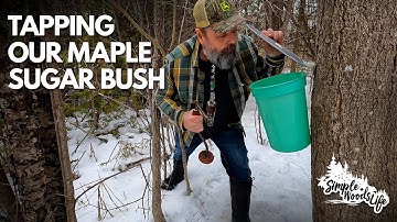 Making small batch maple syrup: tapping our trees.
