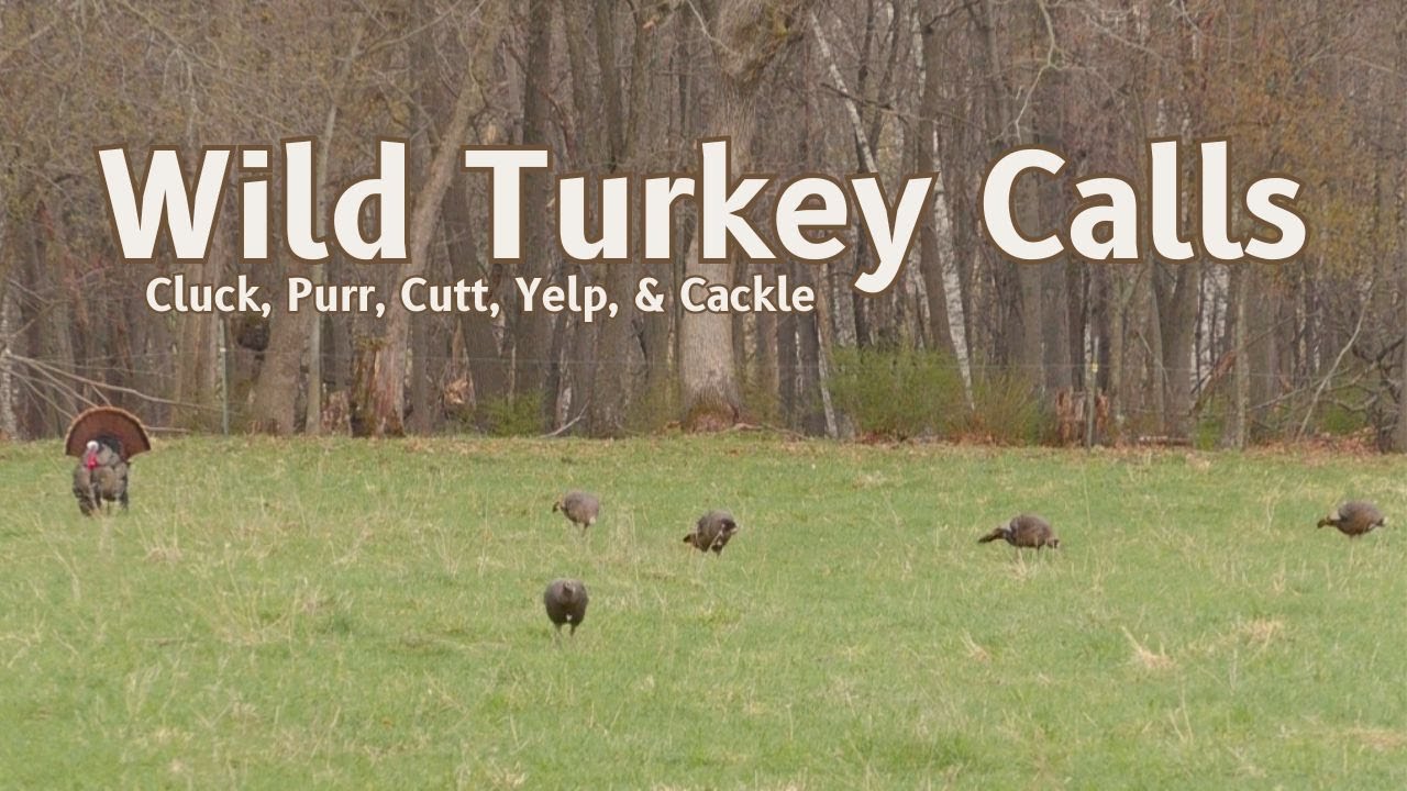 Wild Turkey Calls Cluck, Purr, Cutt, Yelp, & Cackle YouTube