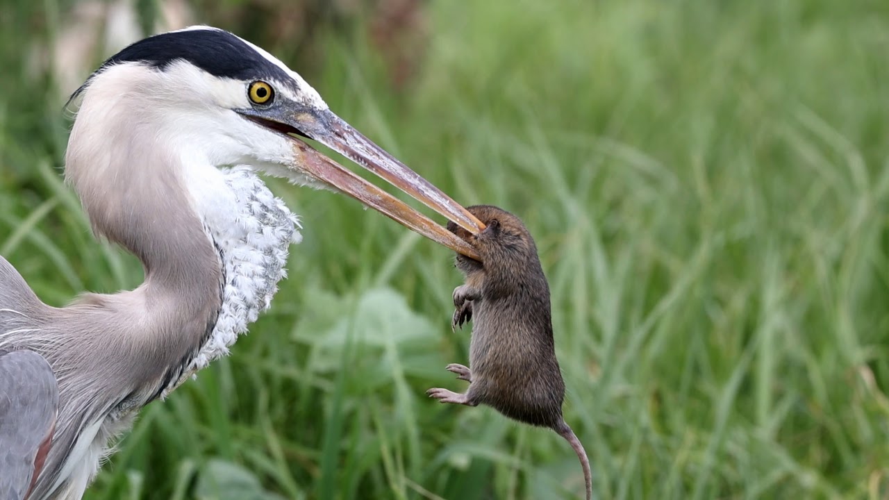 Great blue heron eating gopher 