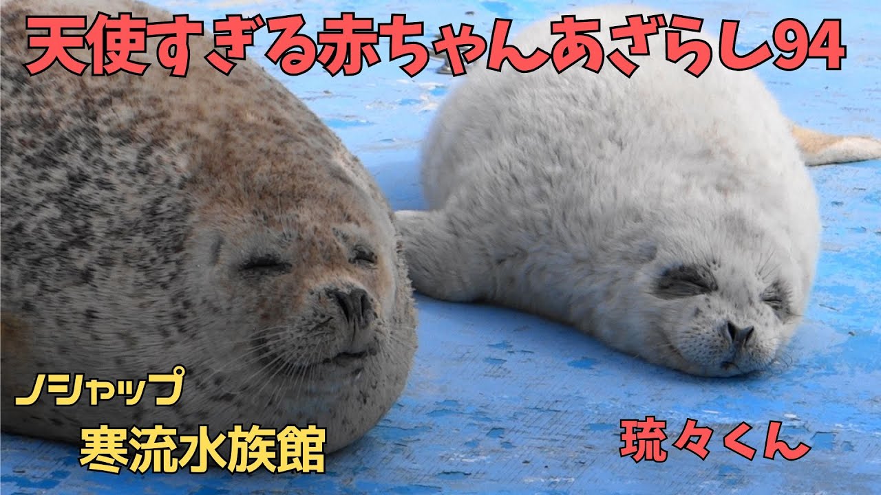 天使すぎる赤ちゃんあざらし94 琉々 / Baby seal that is too angelic 94 RURU - YouTube