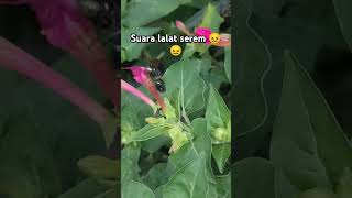 Download Lagu Suara Lalat serem ‼️😖 #shorts #lalat MP3