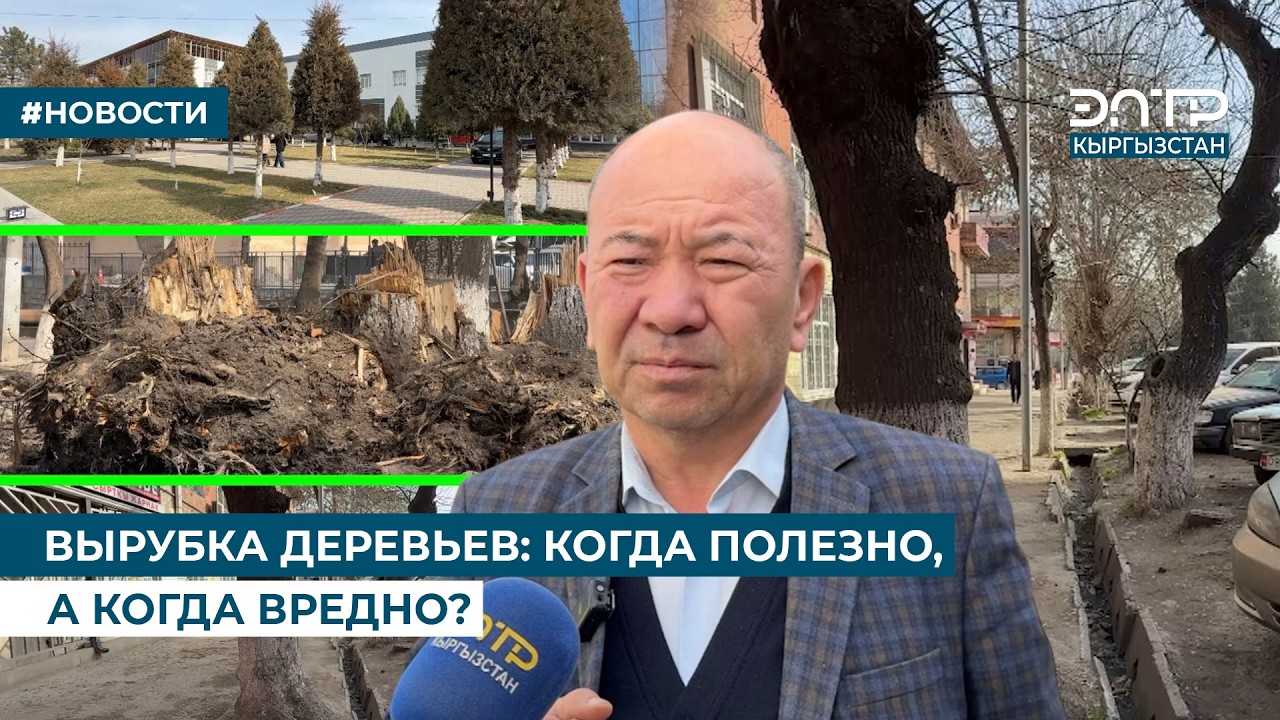 ВЫРУБКА ДЕРЕВЬЕВ: КОГДА ПОЛЕЗНО, А КОГДА ВРЕДНО?