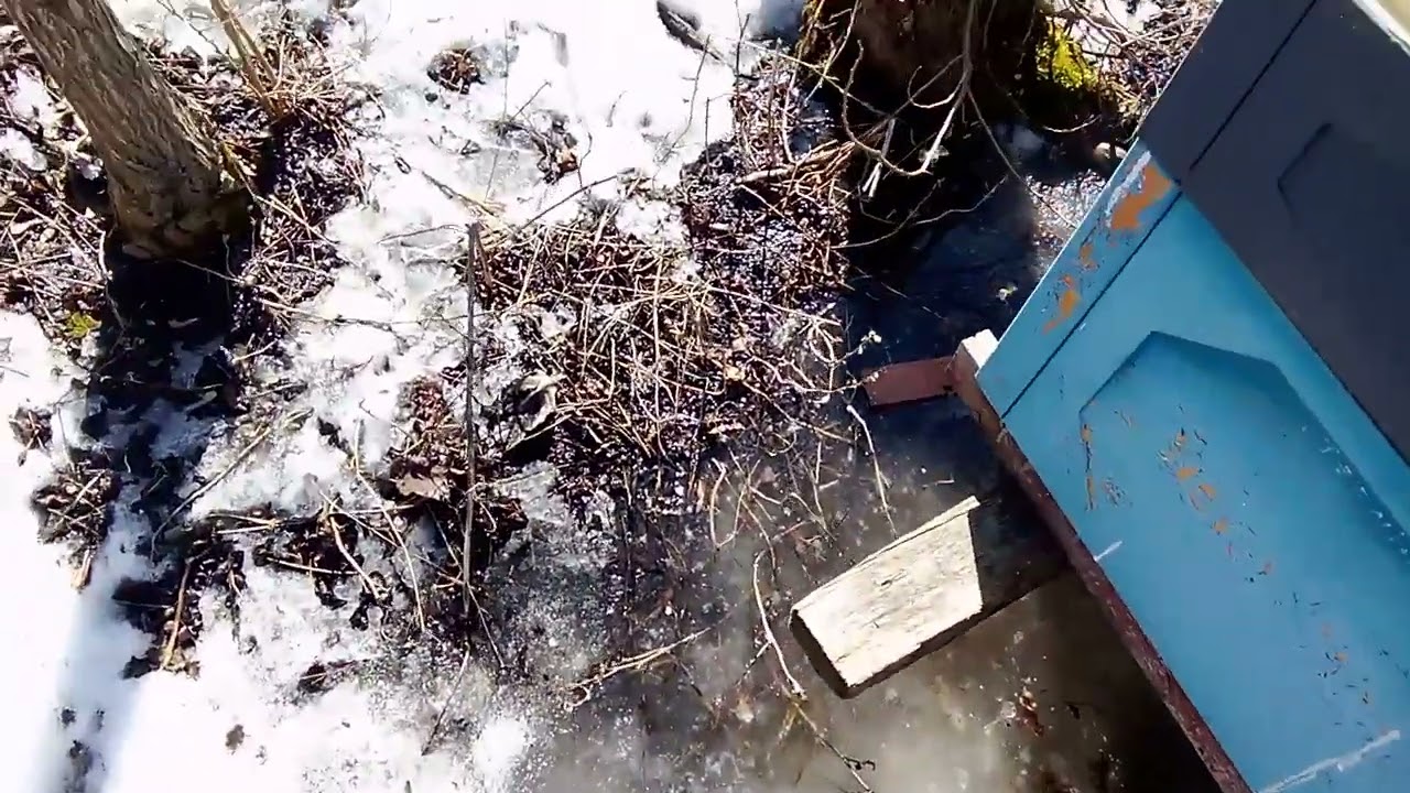 Весняний розвиток. Максимальне утеплення. Мед!