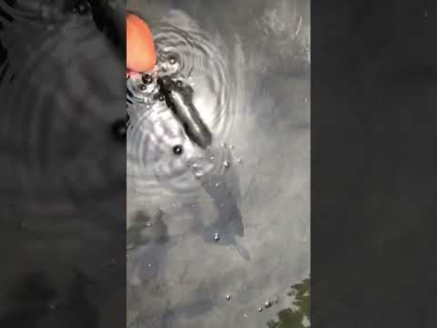 手賀沼バス #バス釣り