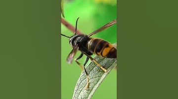 Asian Hornet Invasion: Threat to Bees and Biodiversity #biodiversity #enviromental #pollinator