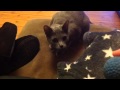 Candy our Korat cat, playing fetch