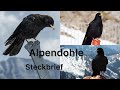 Alpendohle | Alpine chough (Region Bregenzerwald, Kanisfluh) #vogel