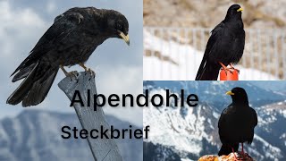 Alpendohle | Alpine chough (Region Bregenzerwald, Kanisfluh) #vogel