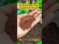 पौधे हो गए हैं बेजान? तो इस तरह इस्तेमाल करें नीम खली | Neem Khali for plants #shorts #gardening