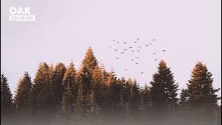 [No Copyright Music] Woods - Acoustic Folk | Background Music