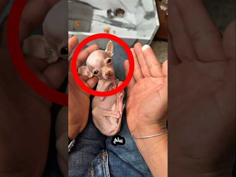 اصغر كلب في العالم