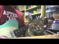 ねこミュート奏法「もう終わり？」The cat says "Are you done?"
