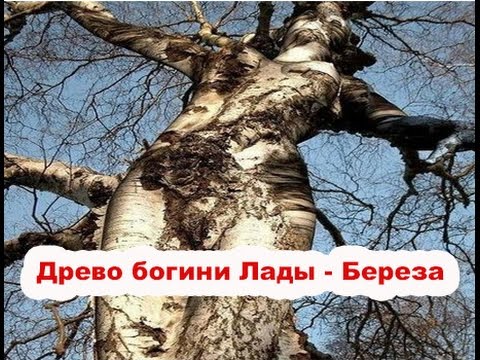 Священные деревья Славян: Древо богини Лады - Береза
