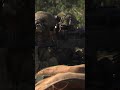 12th LCT Marines Platoon Assault Day 2 #military #army #militarypowe #usmilitarycombat #usarmy #navy