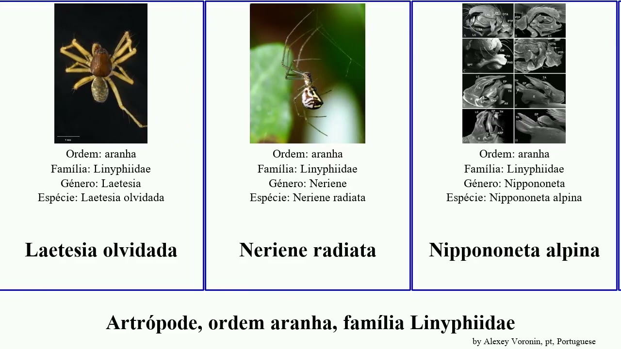 Artrópode, ordem aranha, família Linyphiidae alpina arthropoda radiata coccinea pumila nemoralis