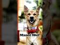 4 wild and forbidden dogs #dog #shorts #viral