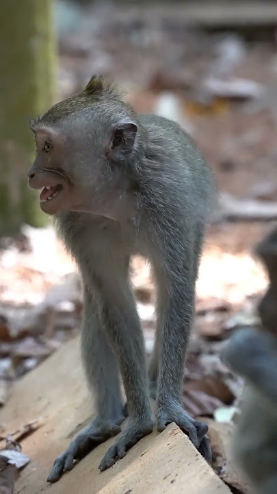 The monkey's voice calls #sorts