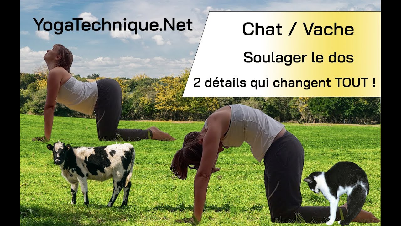 Posture Du Chat Et De La Vache Ces 2 Details Qui Changent Tout Posture Du Chat Et De La Vache Ces 2 Details Qui Changent Tout