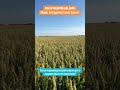 Посівний матеріал пшениці #agriparadise #farming #agrifuture #agriculture #interagrolab #agro