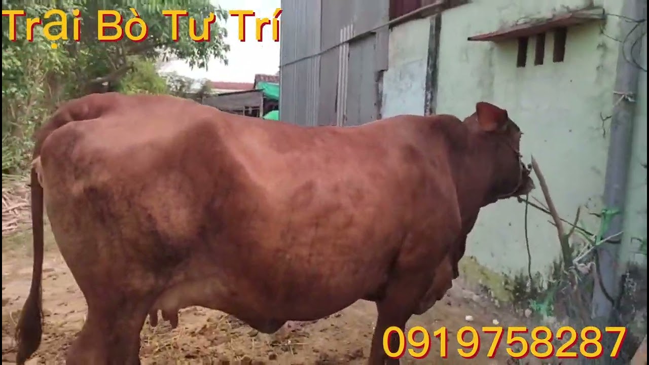 3/5/2023 Trại Bò Tư Trí (báo giá con bò cái cọp chửa)