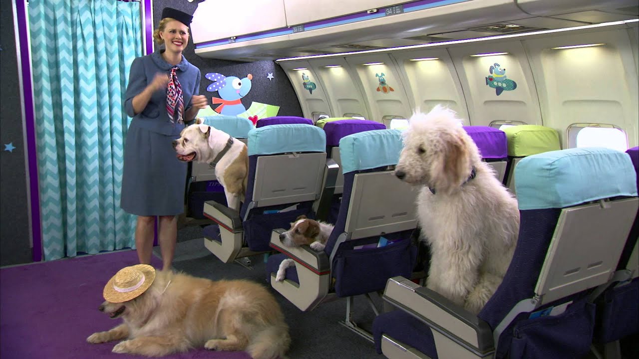 Dogs on a Plane YouTube