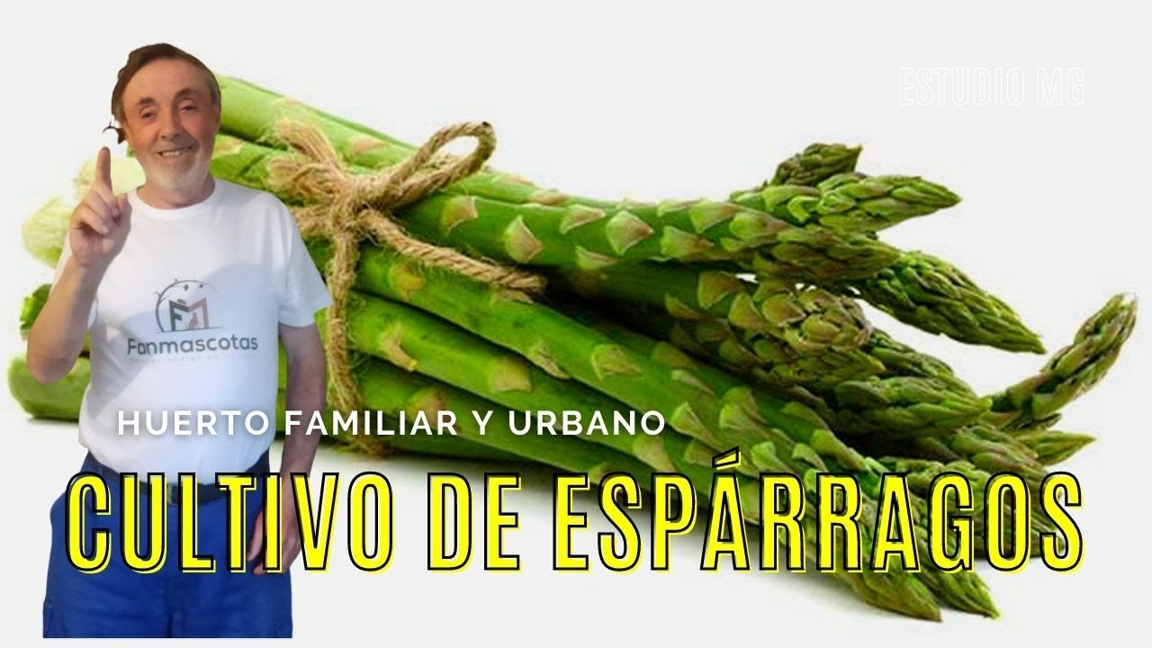 Como hacer esparragos en conserva