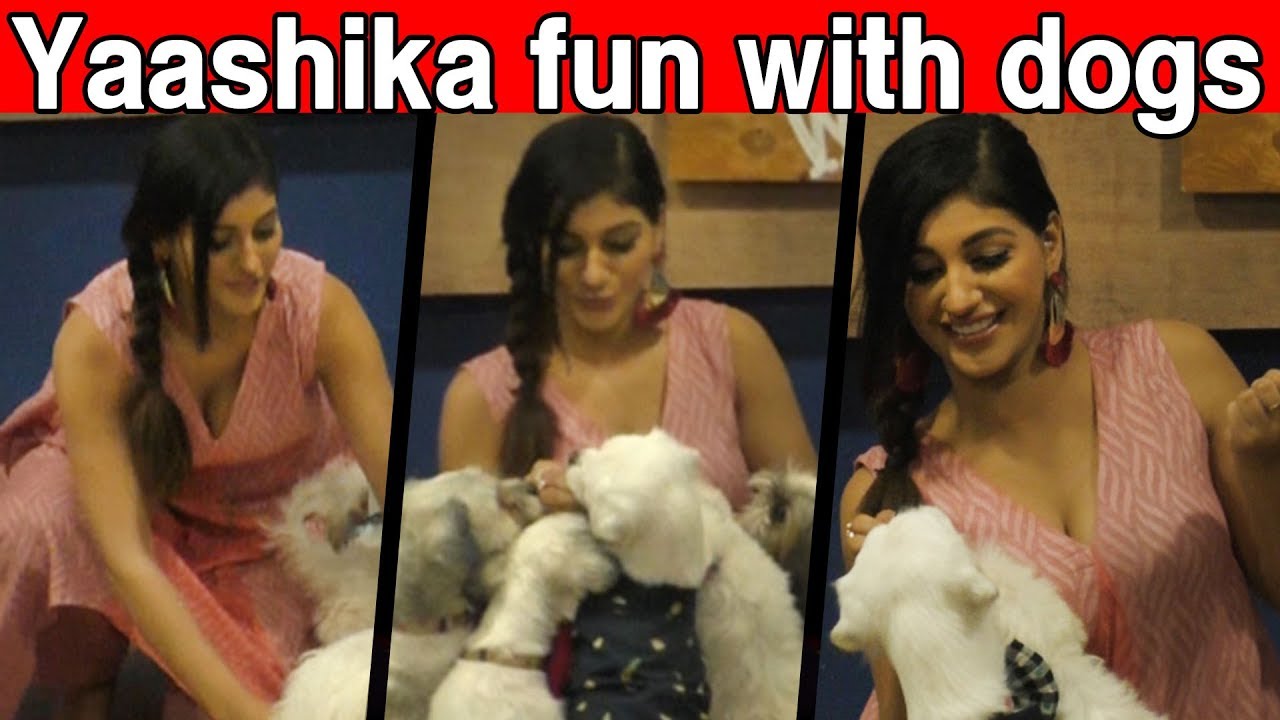 Yaashika Aanand fun with CUTE :dogs |Yaashika latest Video |cineNXT