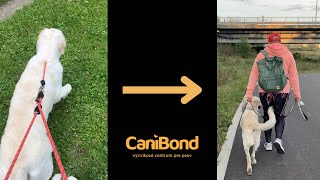 Prevýchova Bojazlivého Psa Zlatý Retriever Chilly Canibond - Výcvik A Prevýchova Psov
