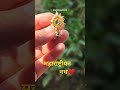 मोत्याची नथ ✨सौंदर्याला पारंपरिक मराठमोळी स्पर्श ❤️#shorts#nath#love#trending#viral#shortvideo#diy