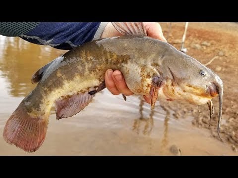 How to Catch Catfish with Worms - Bank fishing tips 