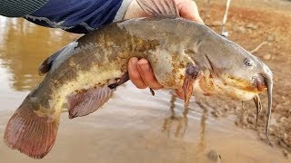 How to Catch Catfish with Worms  Bank fishing tips