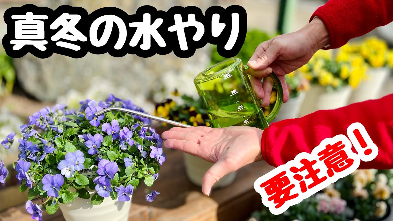 『心に水やり』 水やり当番 セラミック自動水やり機 【水やりグッズ 】｜ 【植物の 絵画